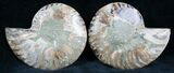 Cut and Polished Ammonite Pair #7329-1